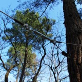 Cable élingue pour arbre
