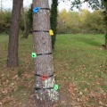 Appigli per arrampicarsi sugli alberi